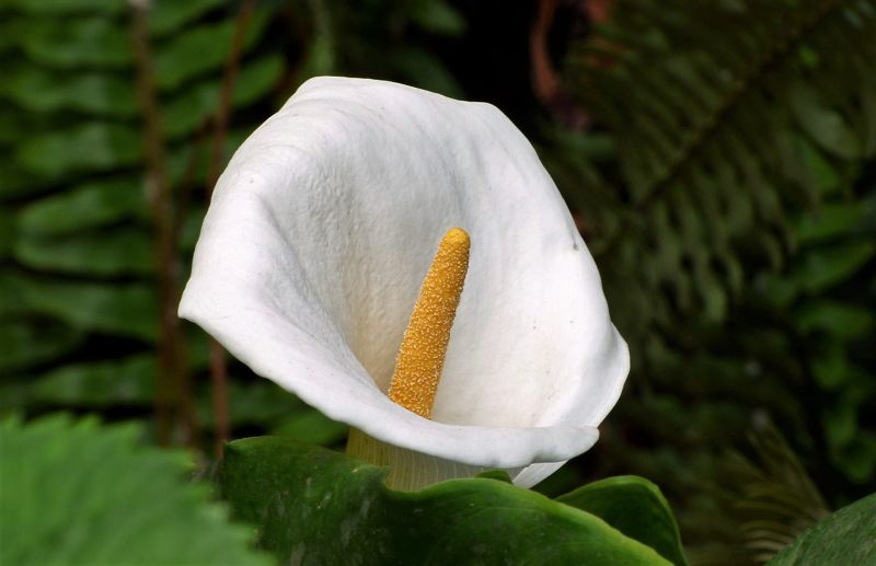 La cala | Características, cultivo, cuidados, variedades | Planta, flor