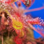 La drosera