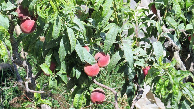 Nectarina Fruto, variedades, beneficios y propiedades, recolección Árbol