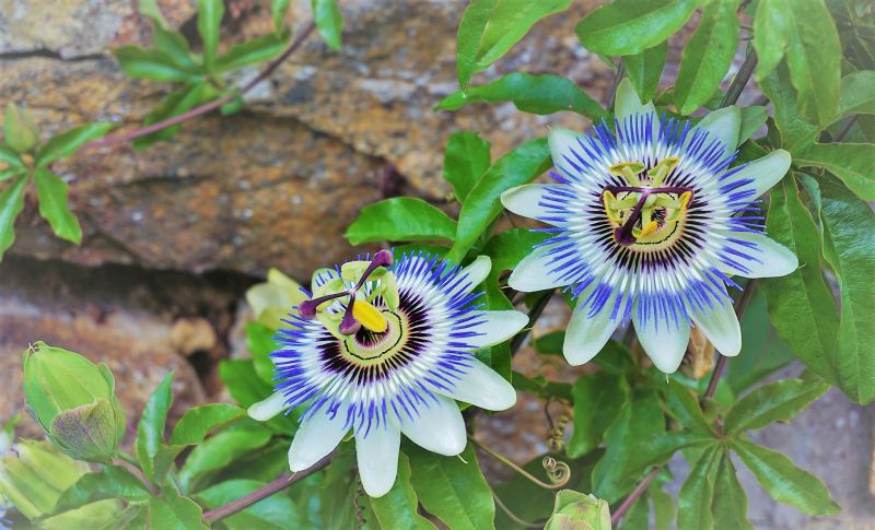 Pasiflora Características, beneficios y propiedades medicinales Planta