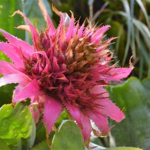 Halófitas | Qué son, tipos, características, información | Plantas