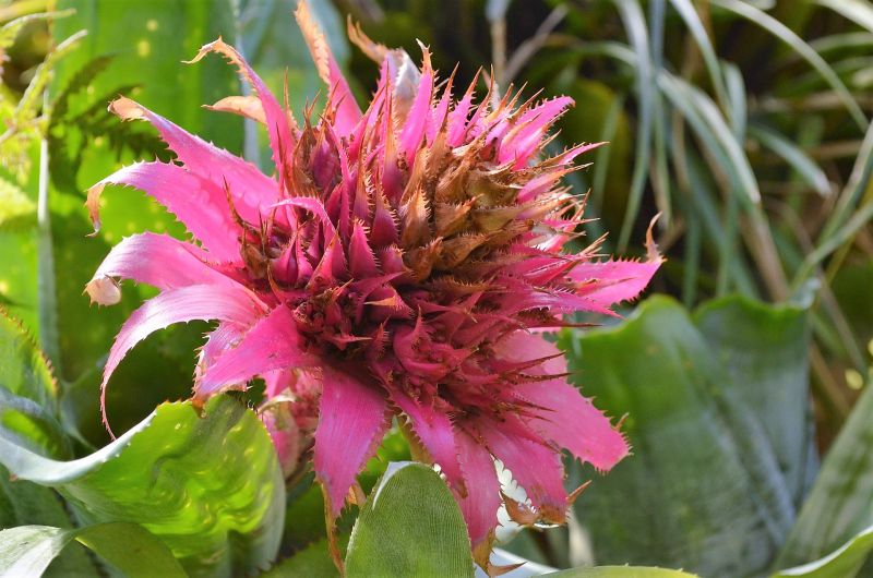 Bromelia | Qué es, características, cuidados, cultivo | Planta, flor