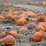 Calabaza