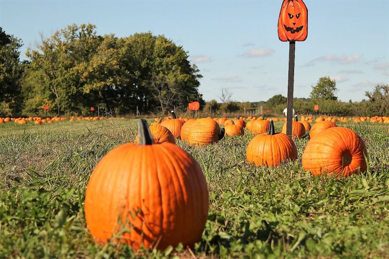 Calabaza Características, propiedades y beneficios, variedades, origen