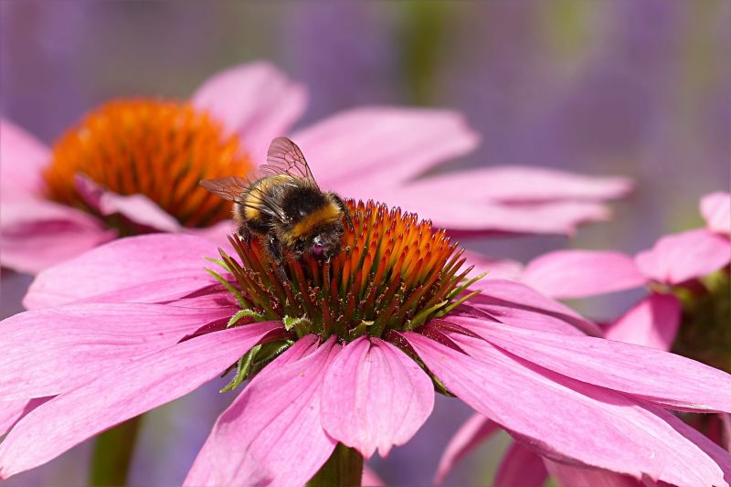 Equinacea