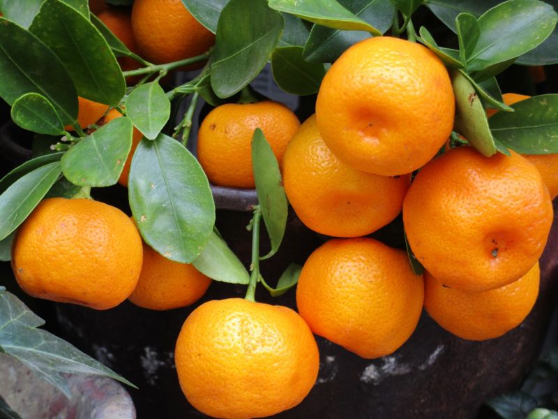 Mandarina Características, beneficios, propiedades, usos Fruta