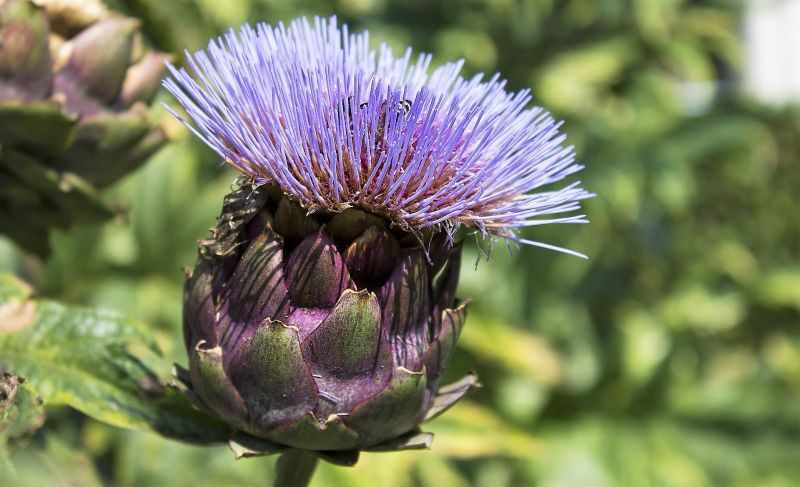 Alcachofa Características, cultivo, beneficios y propiedades Planta