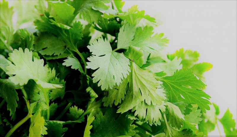 Cilantro Características, origen, usos, cultivo, beneficios, propiedades