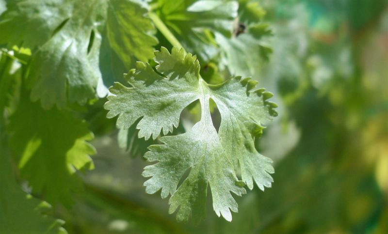 Cilantro Caracteristicas Origen Usos Cultivo Beneficios