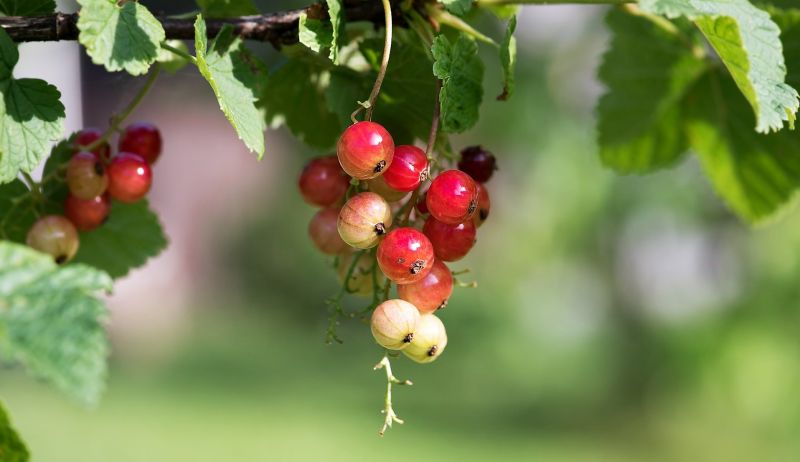 Grosella Características, cultivo, beneficios, propiedades, variedades