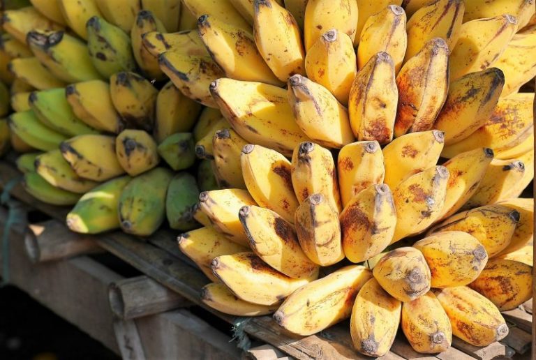 Banana Características, beneficios y propiedades Banano Fruta, árbol