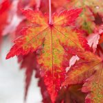 Acer atropurpureum Características, cultivo, cuidados, floración Árbol