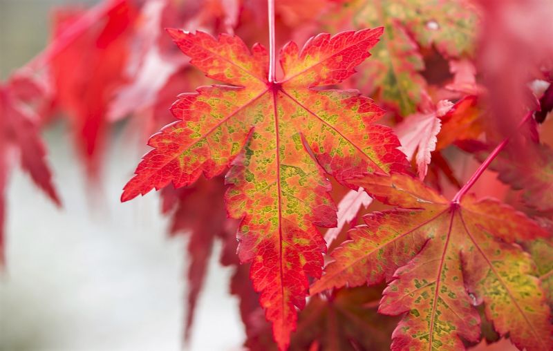 Acer atropurpureum Características, cultivo, cuidados, floración Árbol