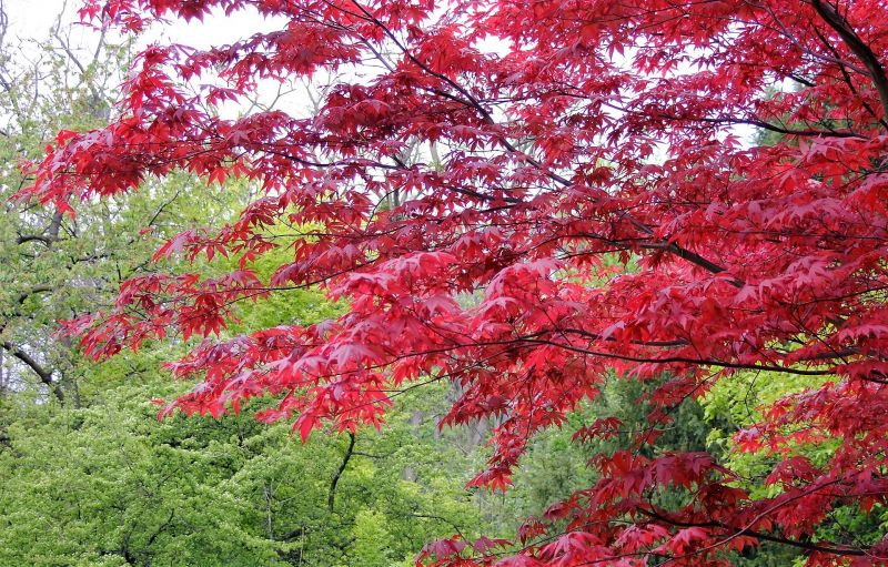 Acer atropurpureum