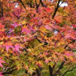 Acer palmatum