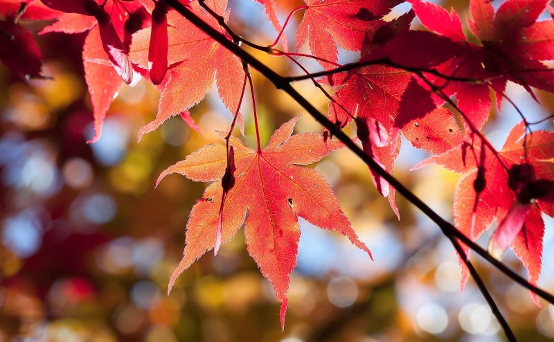 Acer palmatum Características, variedades, cuidados, usos Planta