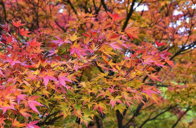 Acer palmatum