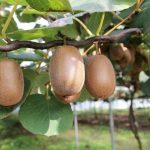 Actinidia deliciosa