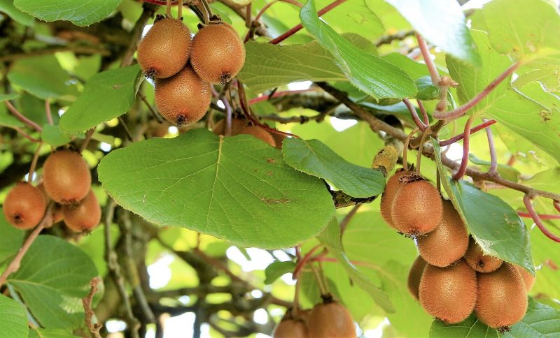 Actinidia deliciosa Características, cultivo, propiedades, beneficios Kiwi