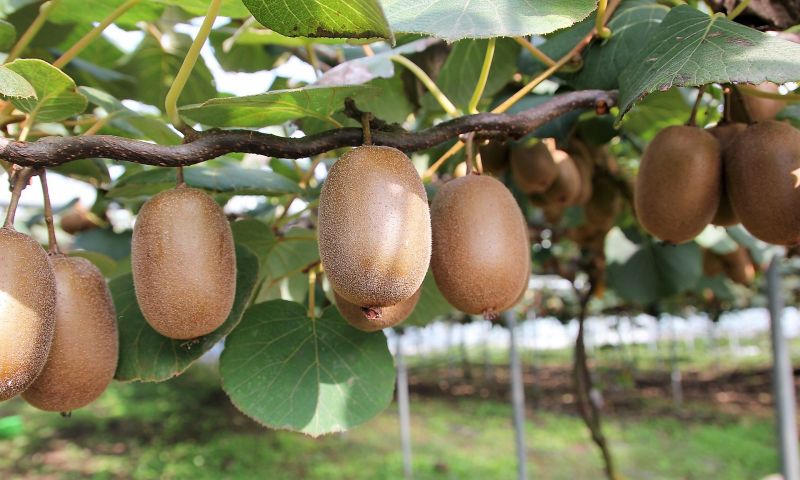 Actinidia deliciosa