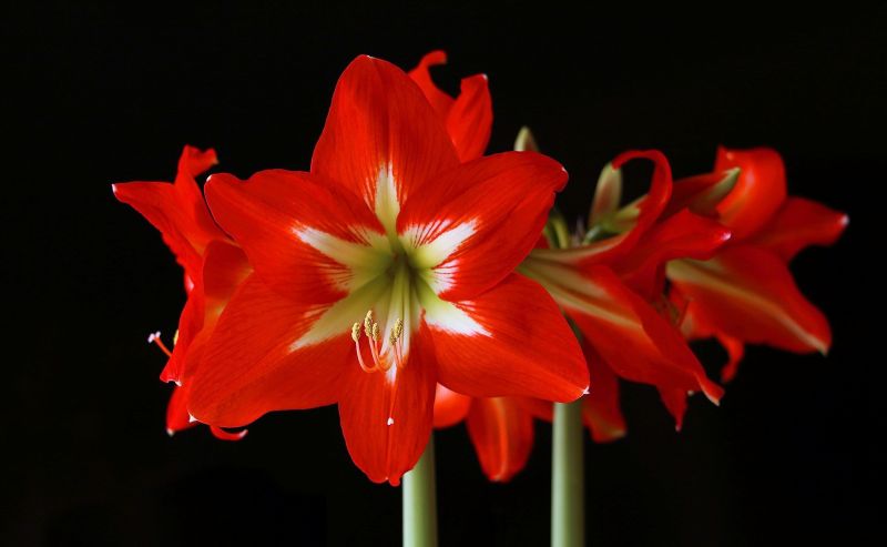 Amarilis Características, cultivo, cuidados, conservación Flor, planta