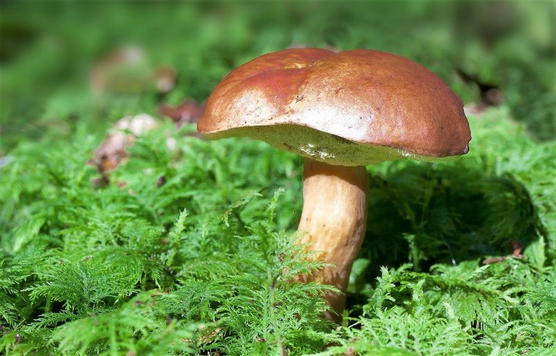 Champiñón | Características, cultivo, propiedades, beneficios | Hongo Champiñón | Características, cultivo, propiedades, beneficios | Hongo