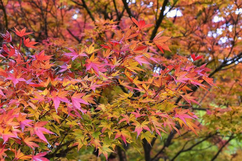 El acer atropurpureum