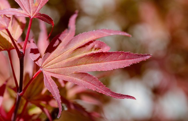 El acer palmatum