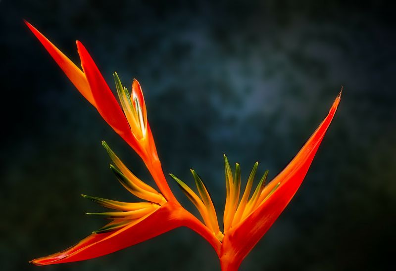 La strelitzia reginae