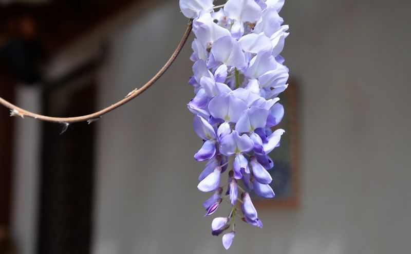 La wisteria sinensis