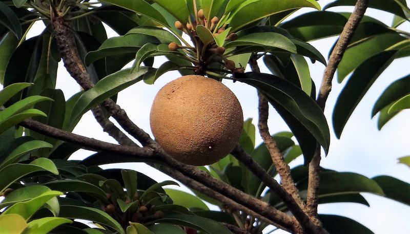 Manilkara zapota Características, hábitat, propiedades, beneficios Árbol