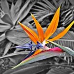 Strelitzia reginae