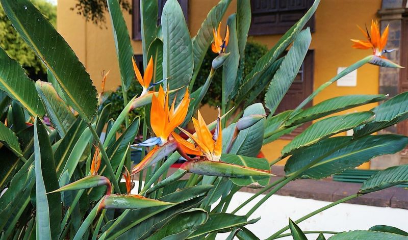 Strelitzia reginae Características, cuidados, cultivo, origen Planta