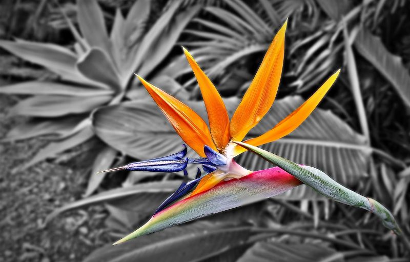 Strelitzia reginae