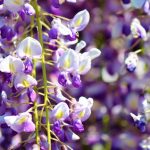 Wisteria sinensis