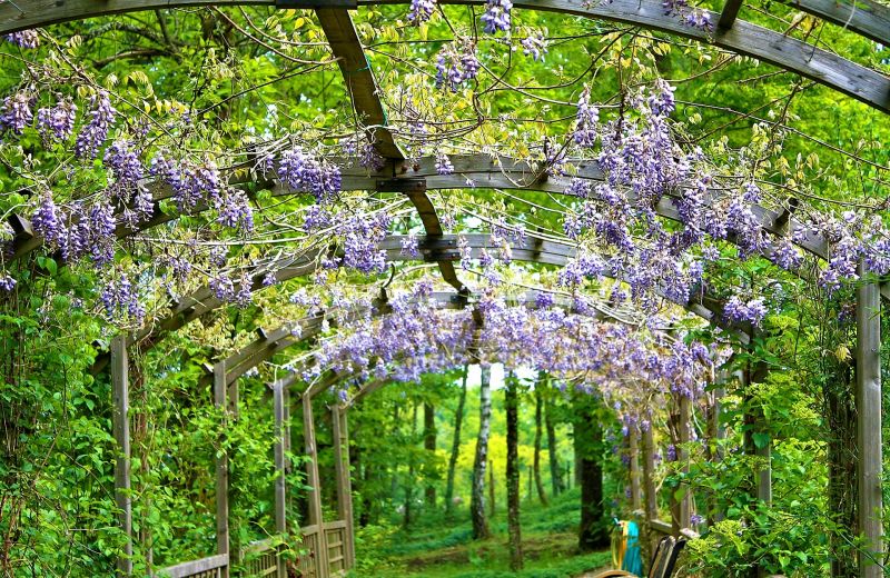 Wisteria sinensis Características, cultivo, usos, variedades, flores, frutos