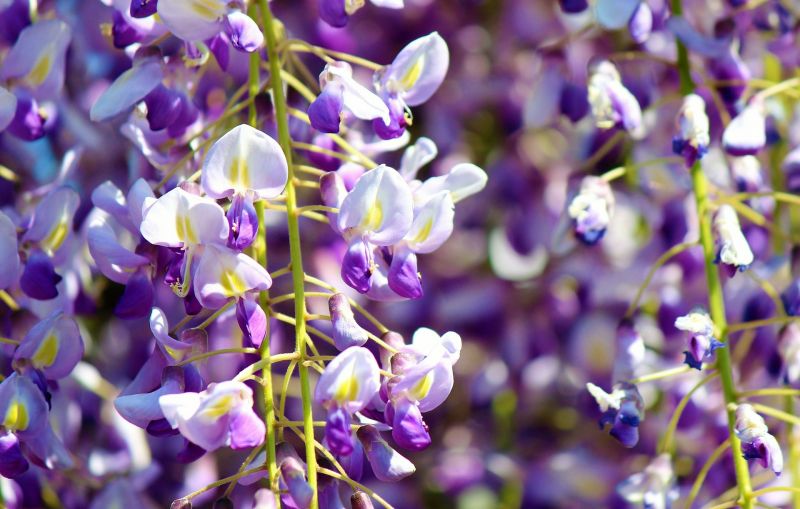 Wisteria sinensis