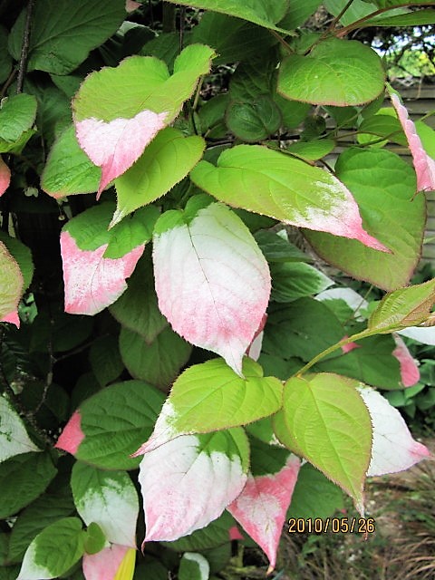 Actinidia kolomikta Características, origen, usos, cuidados Planta