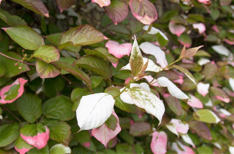 Actinidia kolomikta