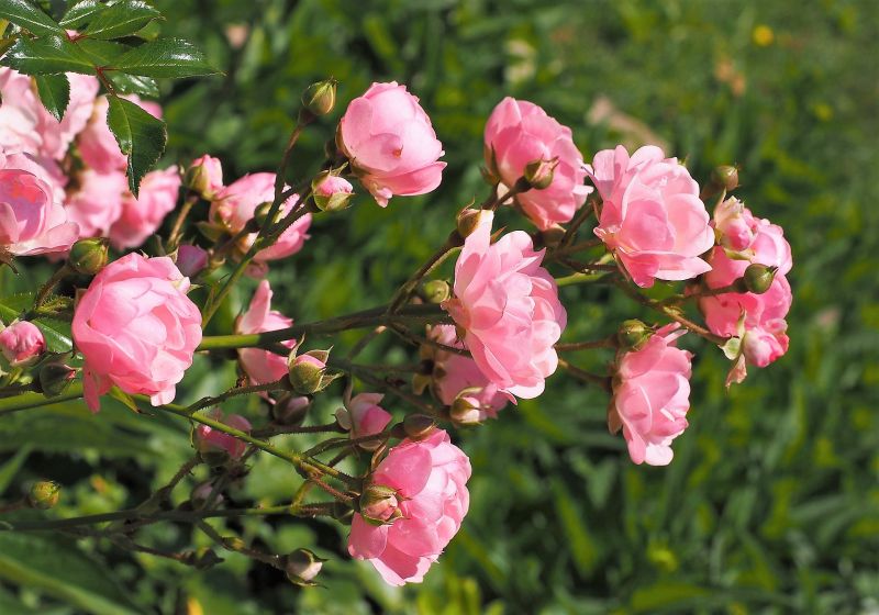 Arbustos con flores