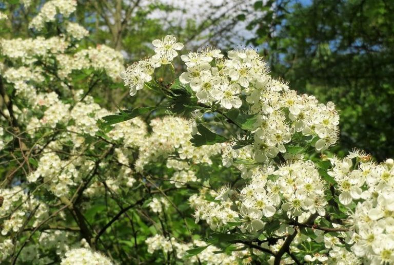 Espino Qué es, características, beneficios y propiedades, usos Árbol