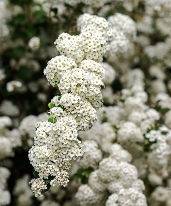 Espino Qué es, características, beneficios y propiedades, usos Árbol
