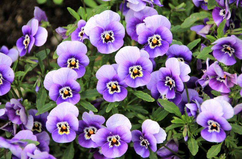 Flores CaracterÃ­sticas, tipos, cuidados, reproducciÃ³n, enfermedades