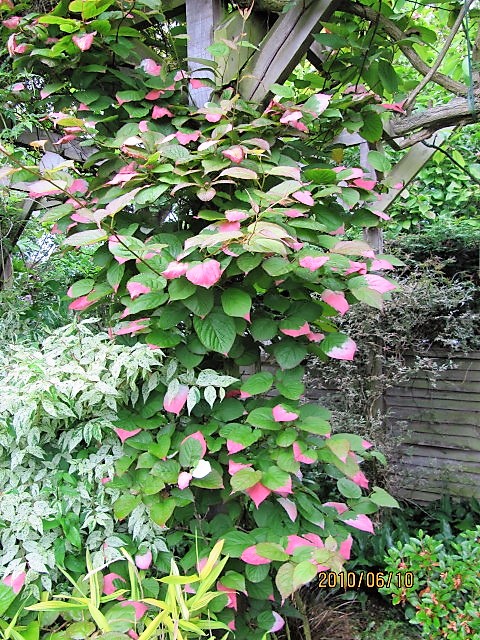 La actinidia kolomikta