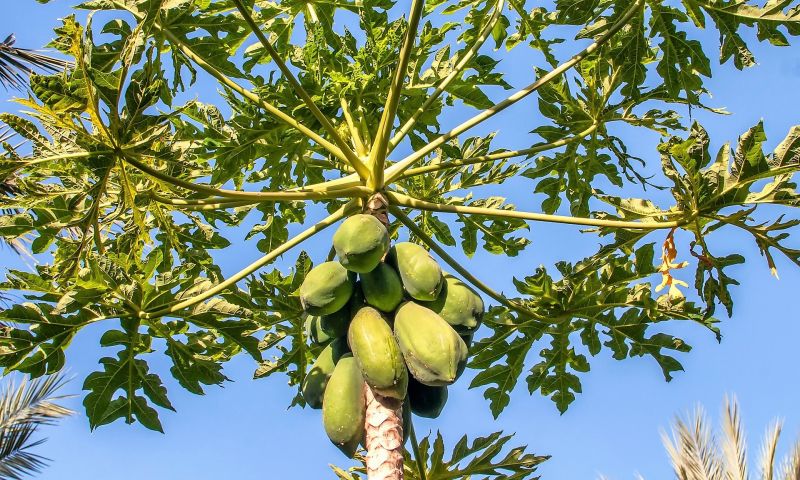 La papaya