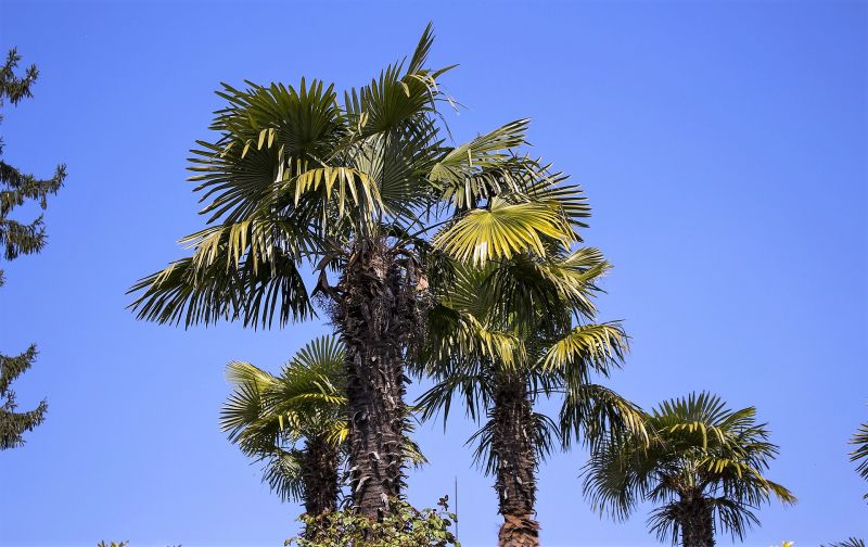 La trachycarpus fortunei