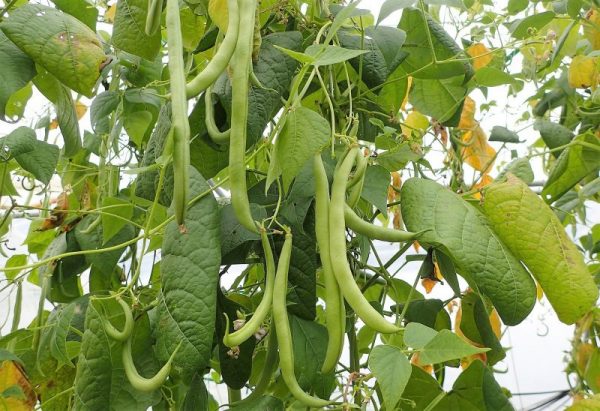 Judías verdes | Caracteristicas, beneficios y propiedades, cultivo, consumo