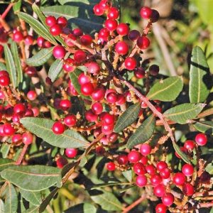 Árbol de pirul | Características, cuidados, cultivo, reproducción, usos