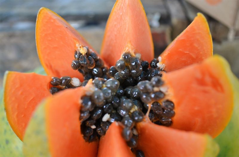 Papaya Características, fruto, propiedades y beneficios Planta y fruta