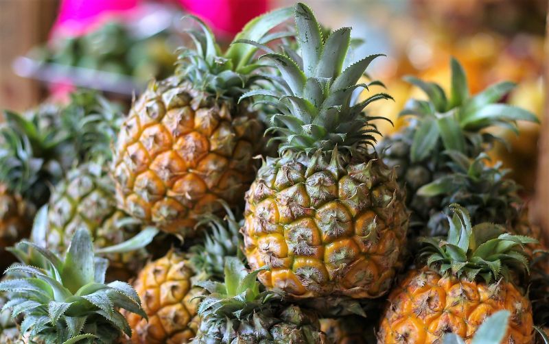 Piña | Qué es, descripción, características, fruto, cultivo, producción